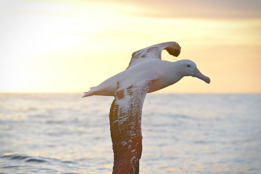 Wandering Albatross