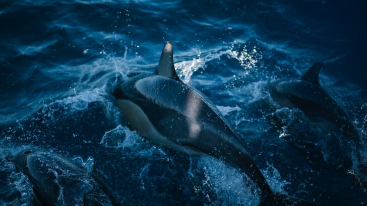 The Rise and Fall of Ichthyosaurs—The Dolphins of the Past