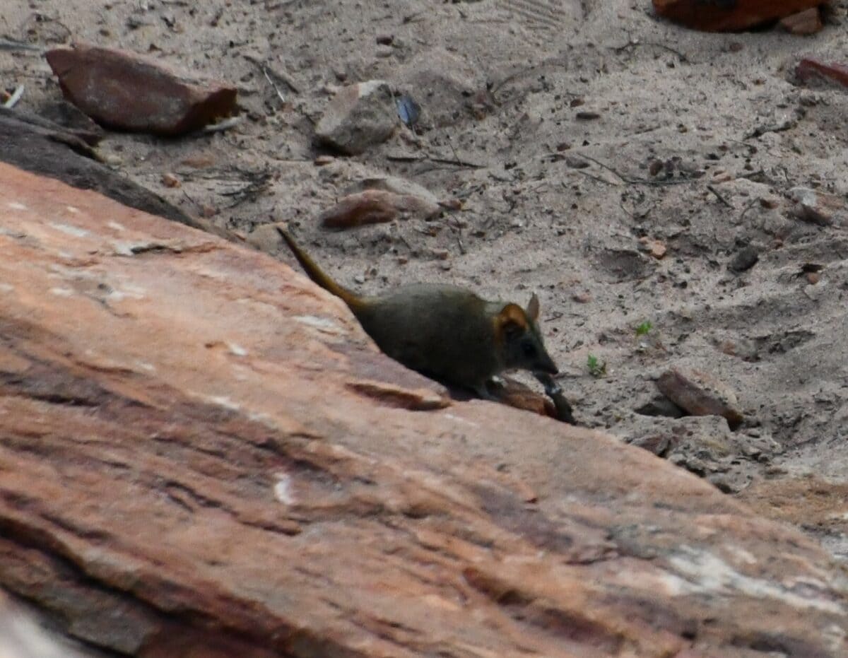 antechinus