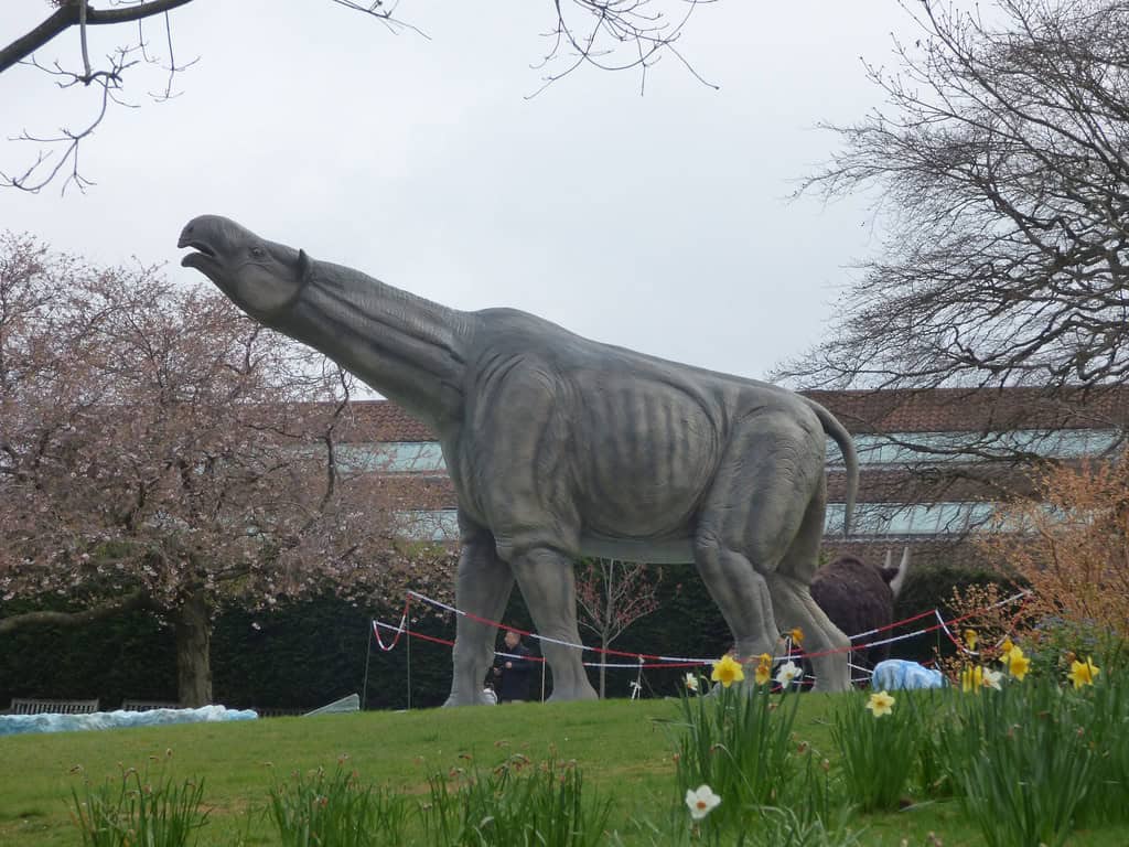 Paraceratherium