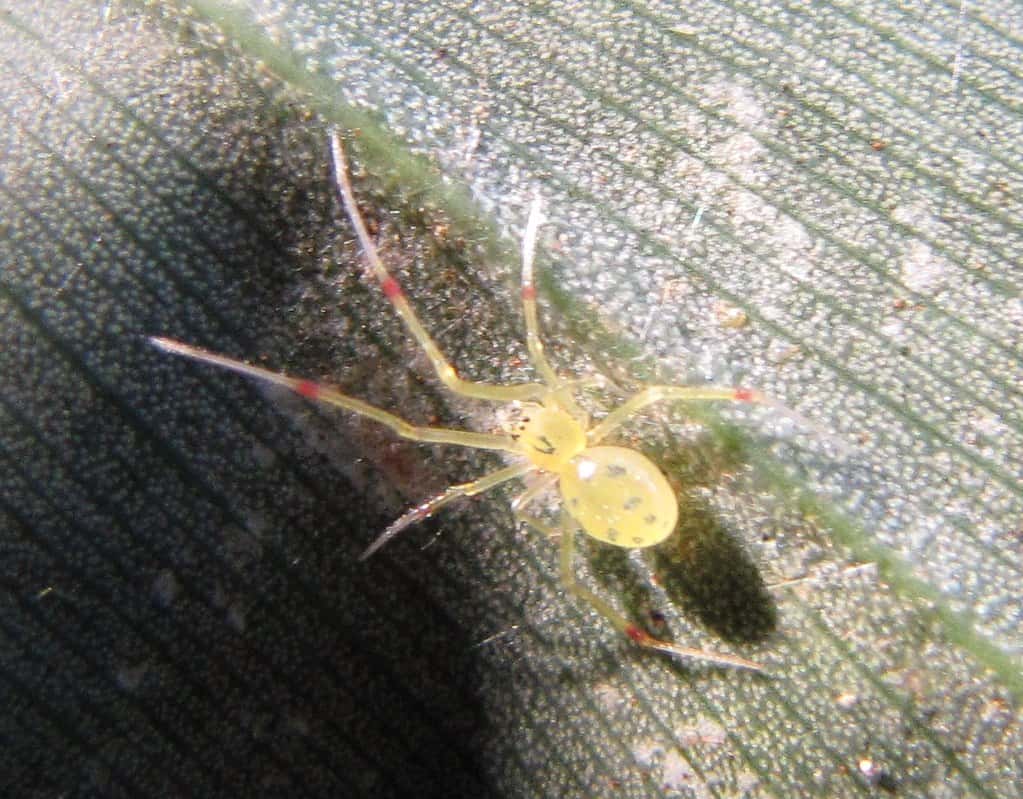 Happy Face Spider