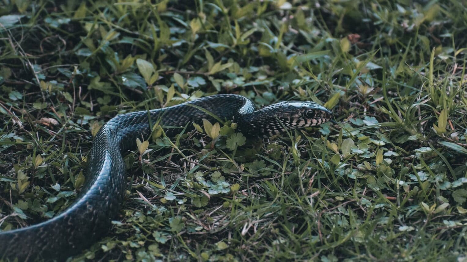 black and white snake on green grass