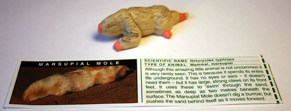 Marsupial Mole