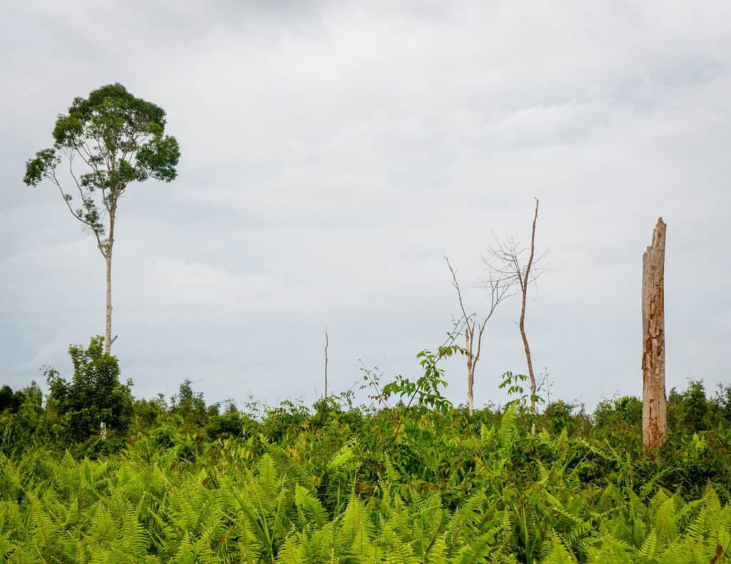 peat swamp forest
