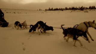 Sledge Dog