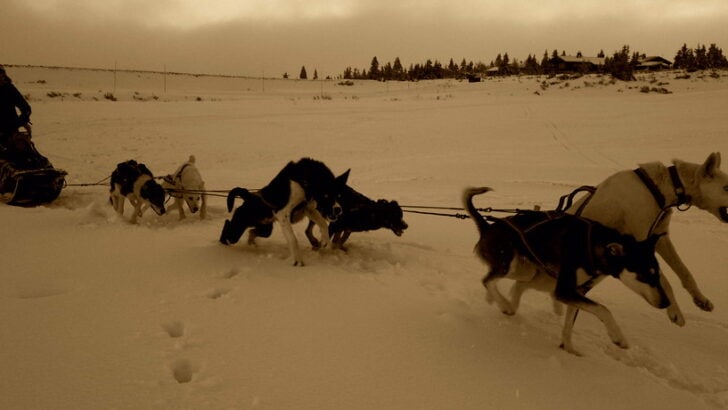 Forgotten Animal Heroes of Shackleton’s Endurance Expedition