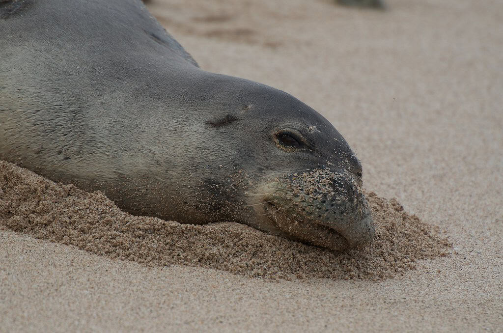 Hawaiian Monk Seal