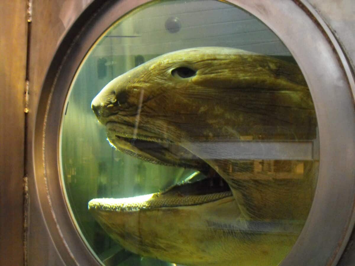 Megamouth shark. 