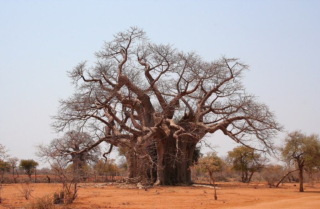 baobab tree