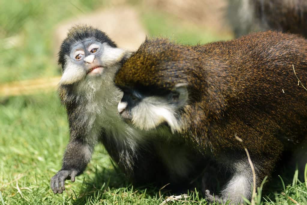 Monkeys playing