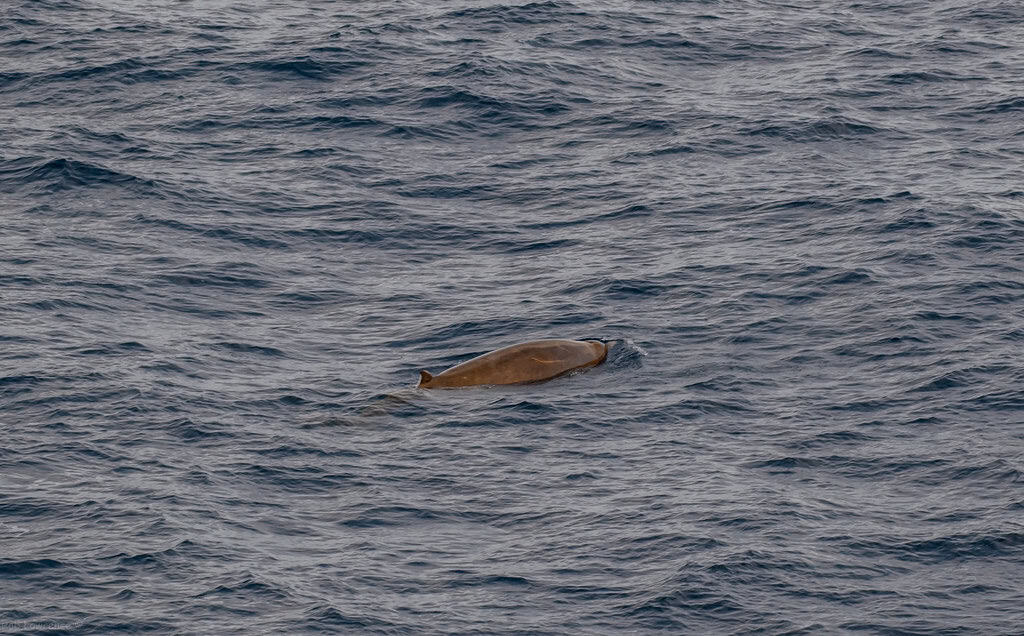 Cuvier's Beaked Whale