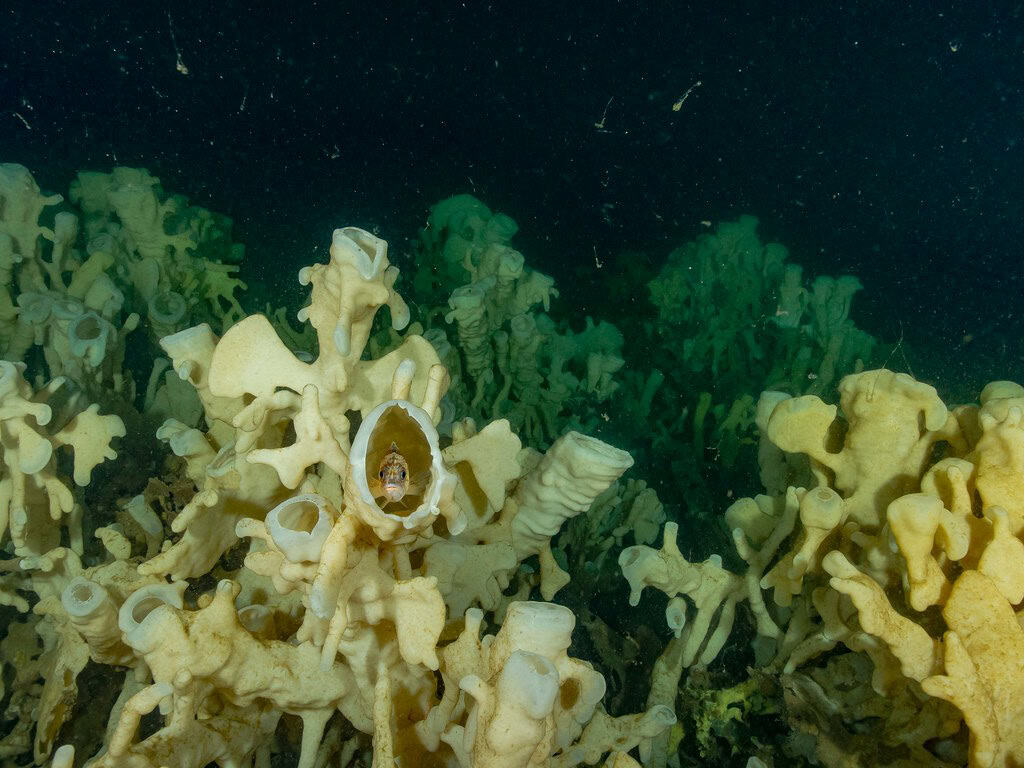 Glass Sponge