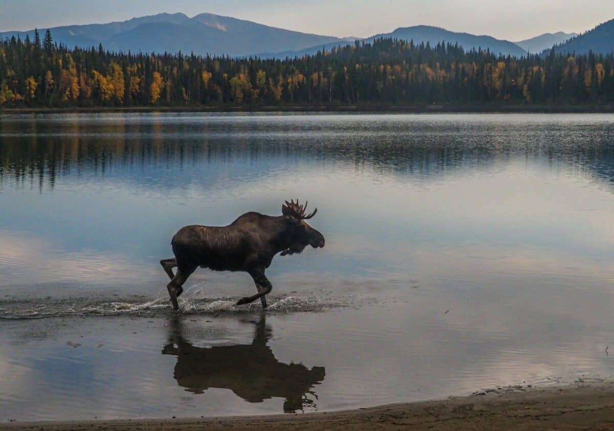 Moose: The Gentle Giants