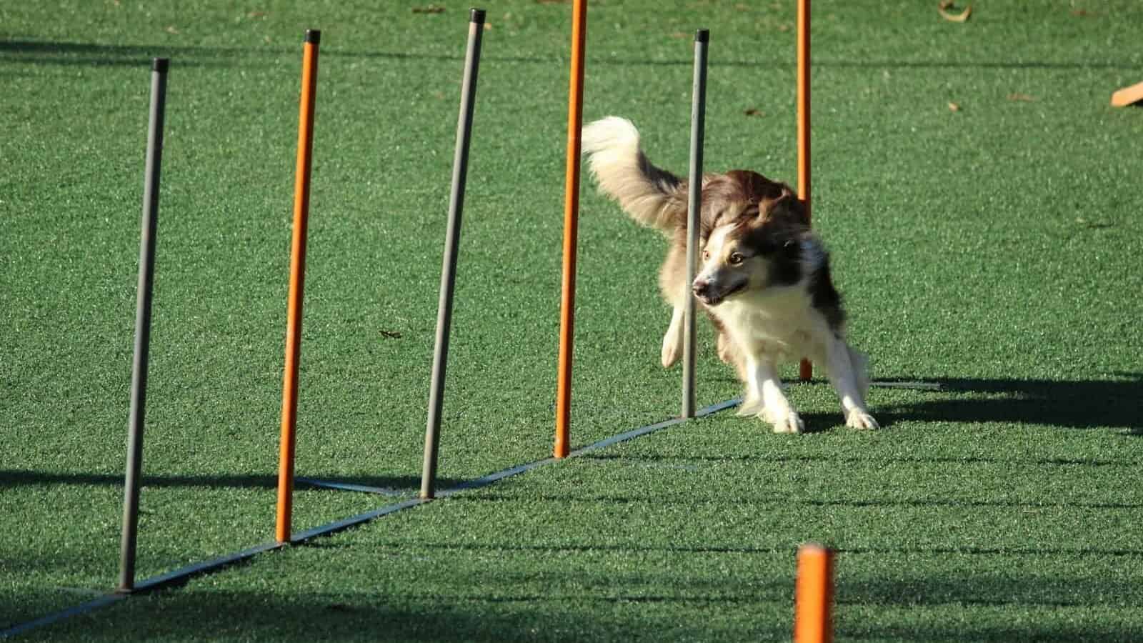 adult rough collie