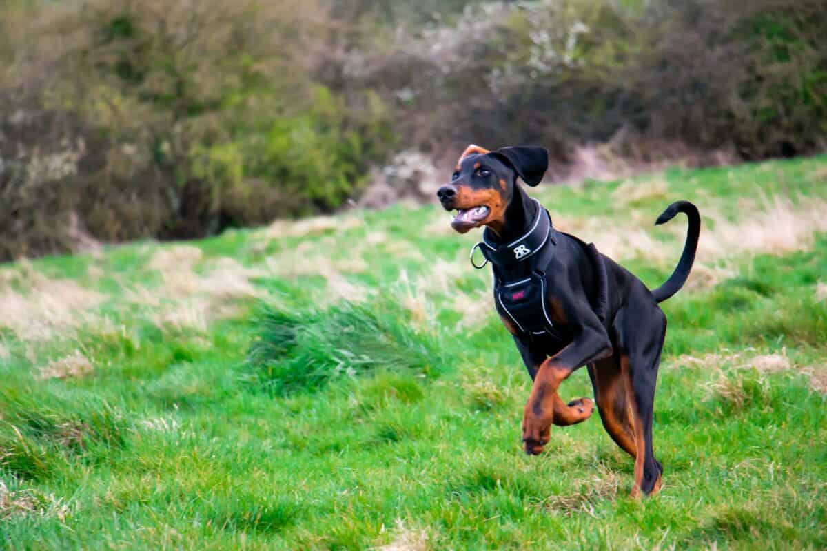 a black and brown dog running across a lush green field