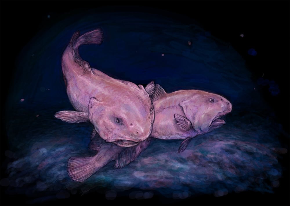 blobfish 