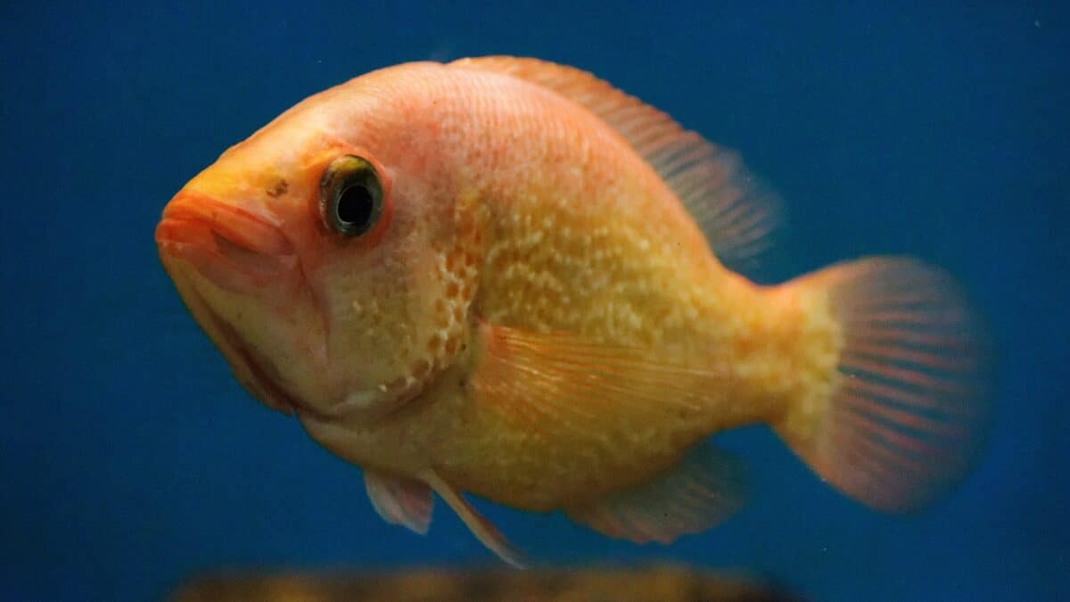 yellow fish