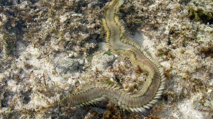 The Strange Breathing Tactics of Marine Worms