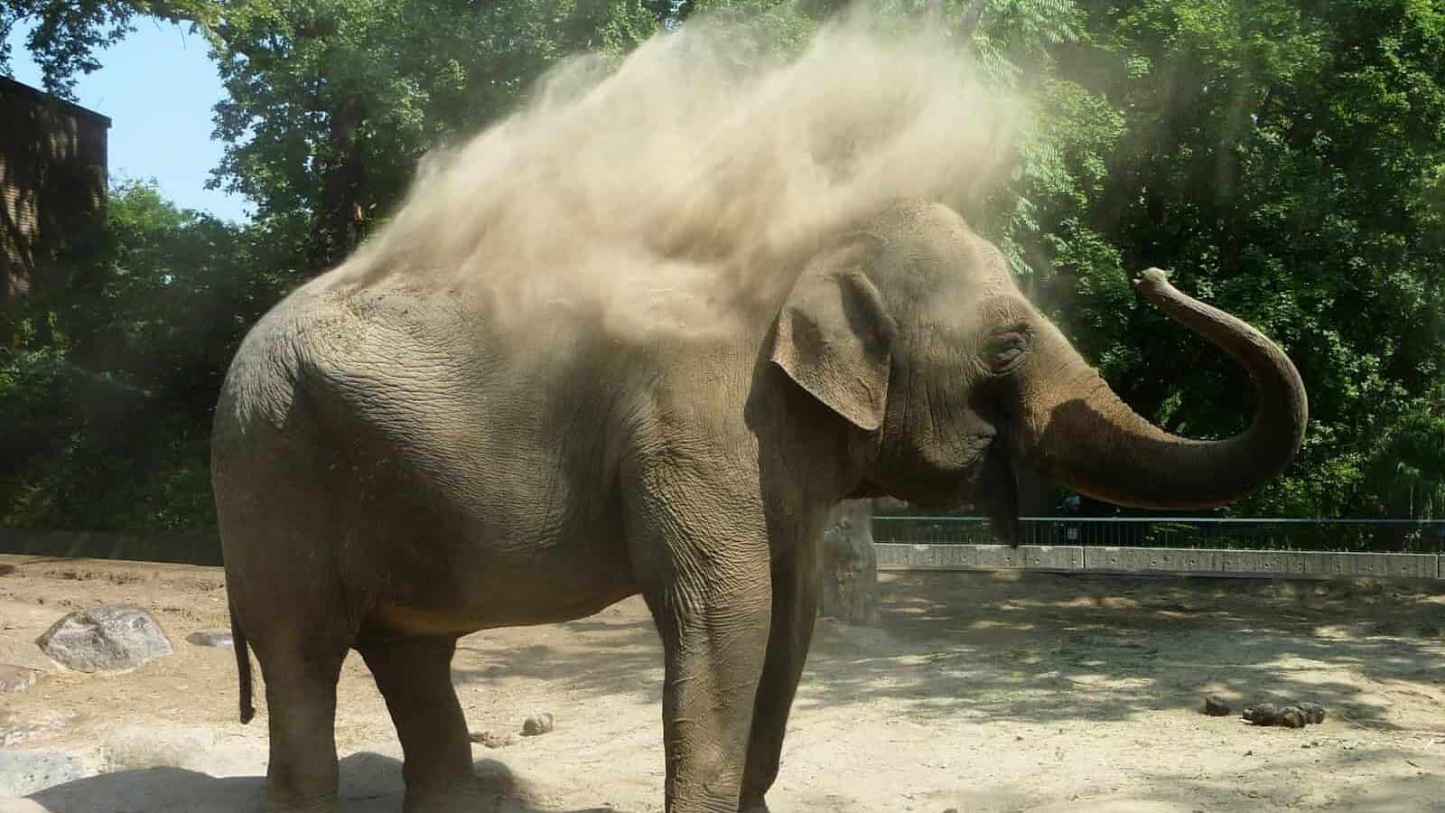 gray elephant