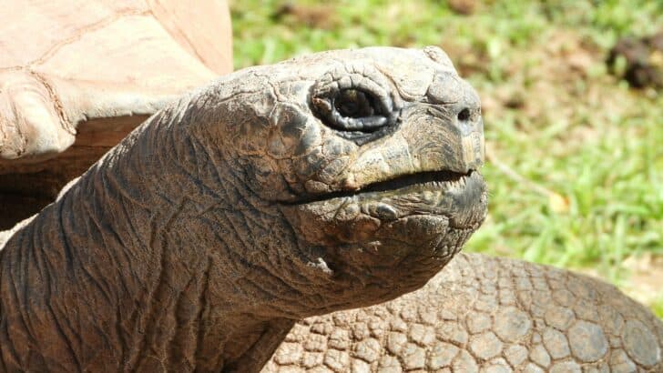 This Is the Oldest Living Tortoise on Earth — And It’s Still Alive