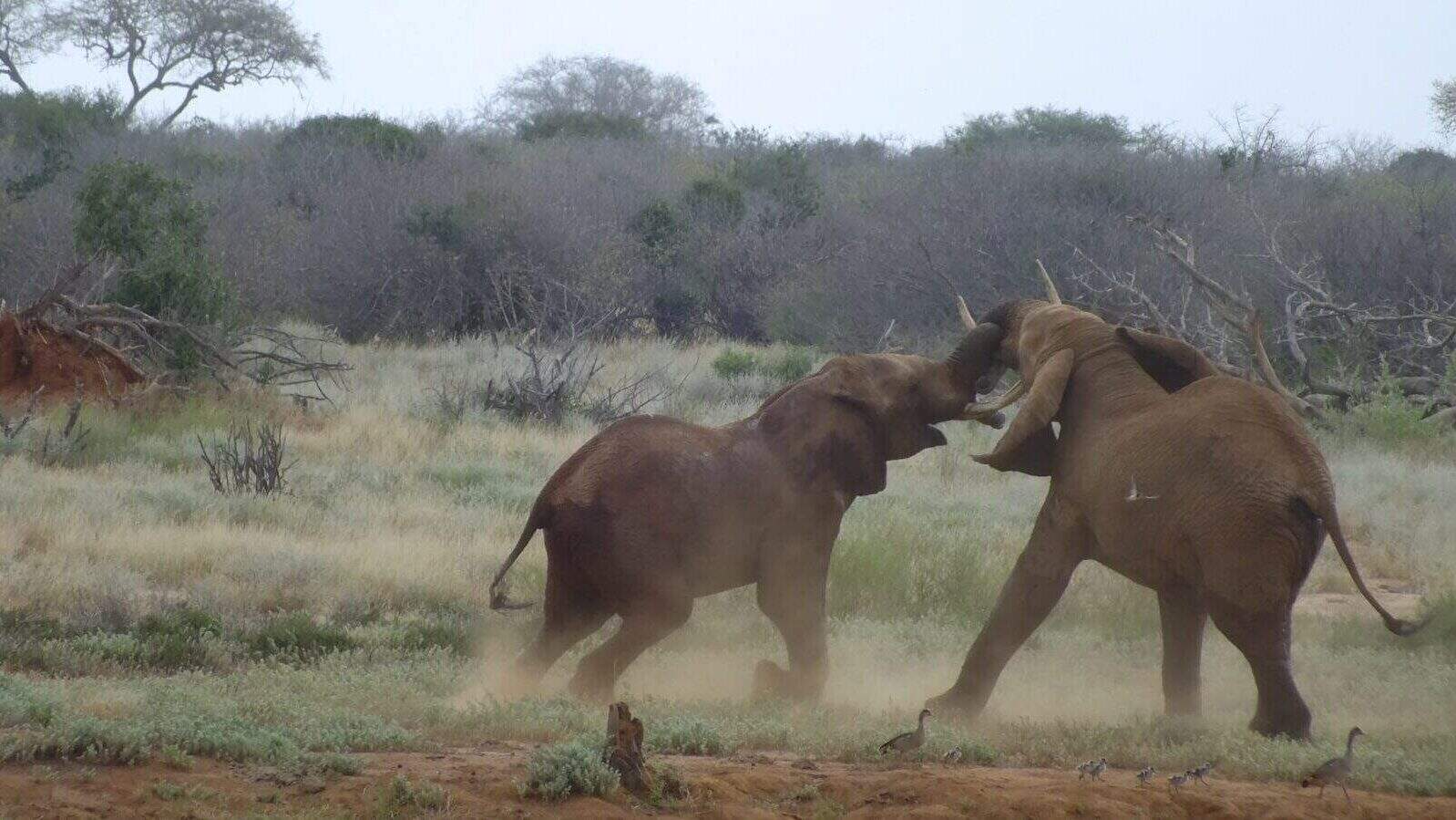 two gray elephants fighting