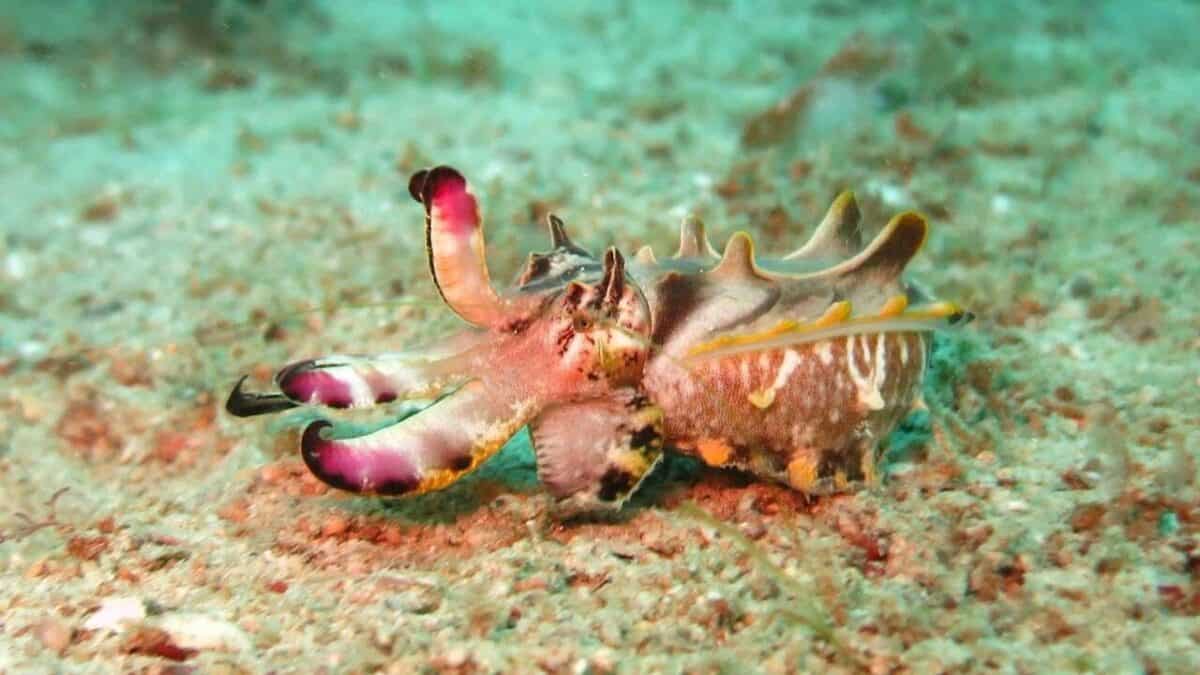 cuttlefish displaying its camouflage abilities