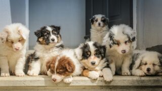 long-coated white puppy litter