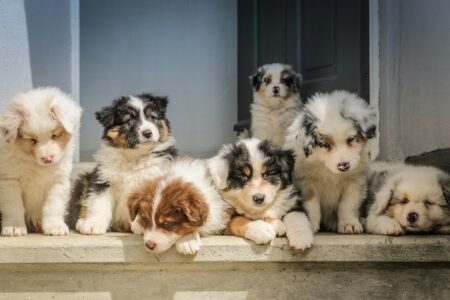 10 Puppies That Love Training — And 3 That Resist It