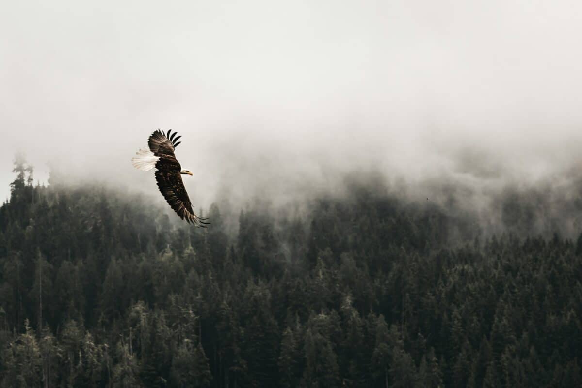 Bald eagle flying under forest during daytime