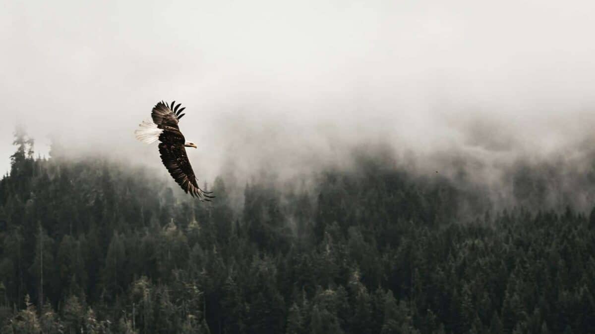 Bald eagle flying under forest during daytime