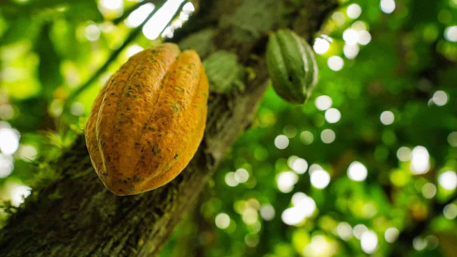 a fruit growing on a tree