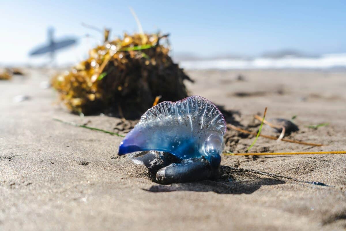 a blue sea animal with a yellow flower on a sandy beach