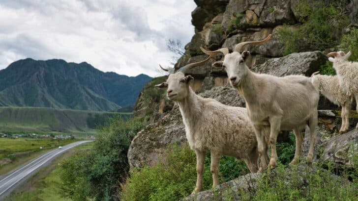 Animals That Make Their Homes in Rocks and Crevices