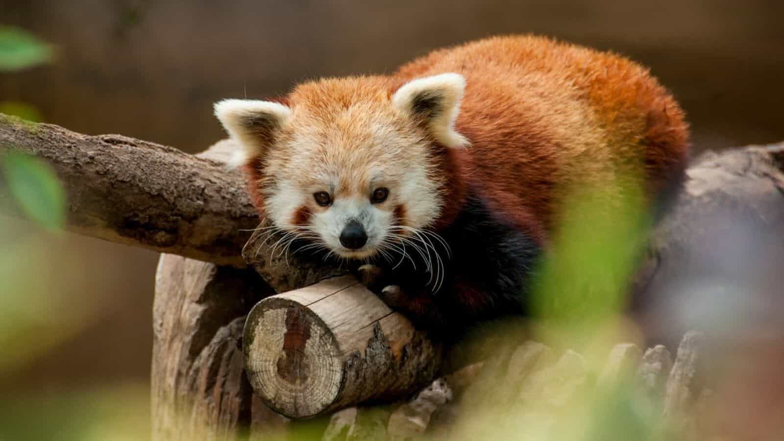 red panda lying on brown log