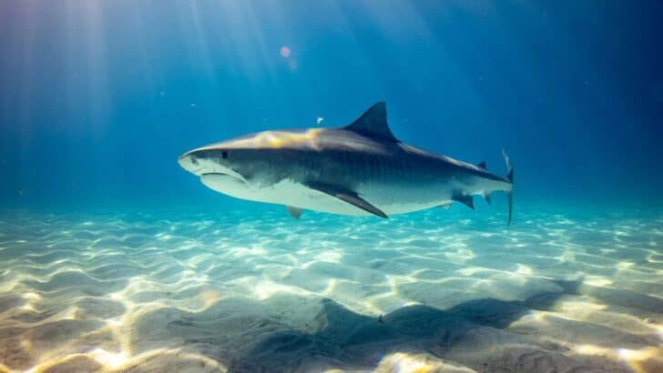 10 Most Misunderstood Animals People Search About Daily