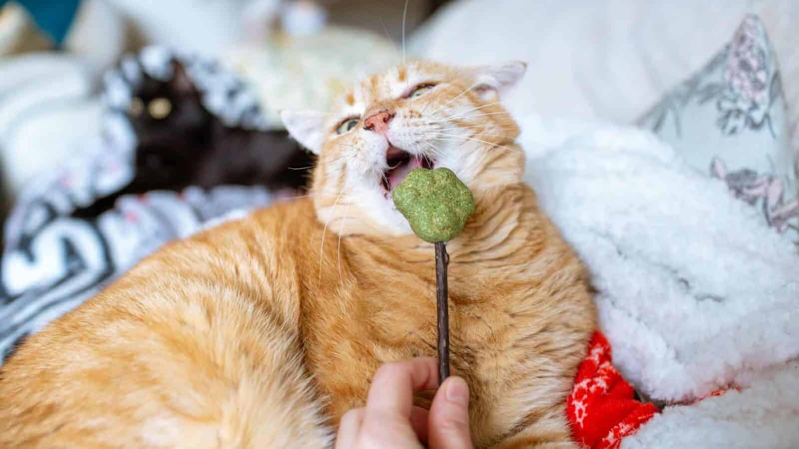 A cat laying on top of a bed next to a christmas tree