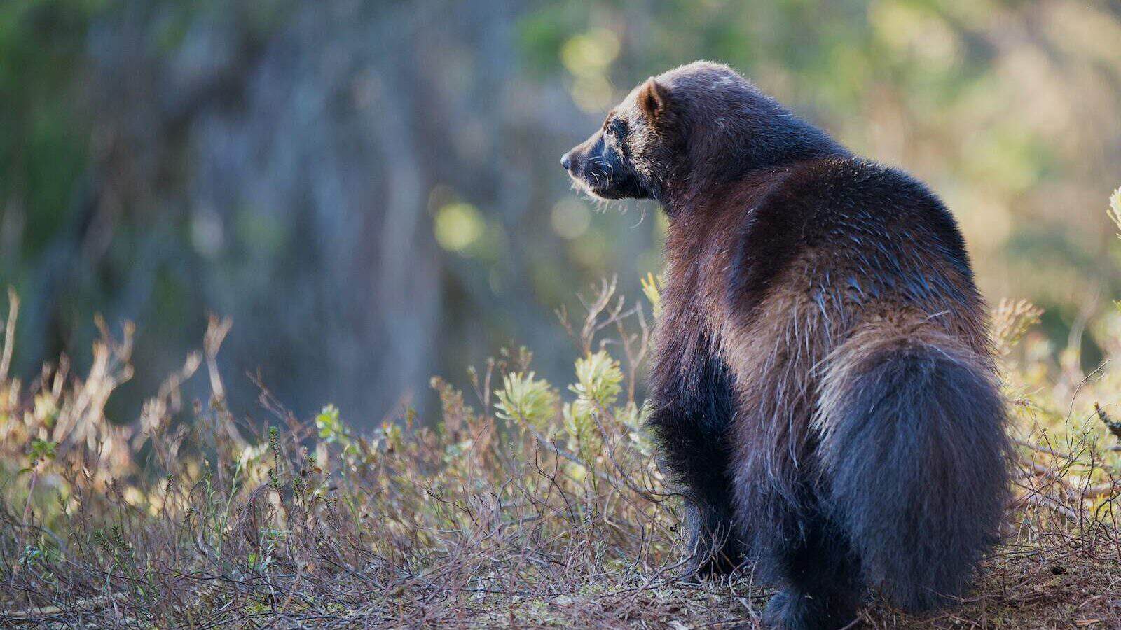 shallow focus photograph of black animal