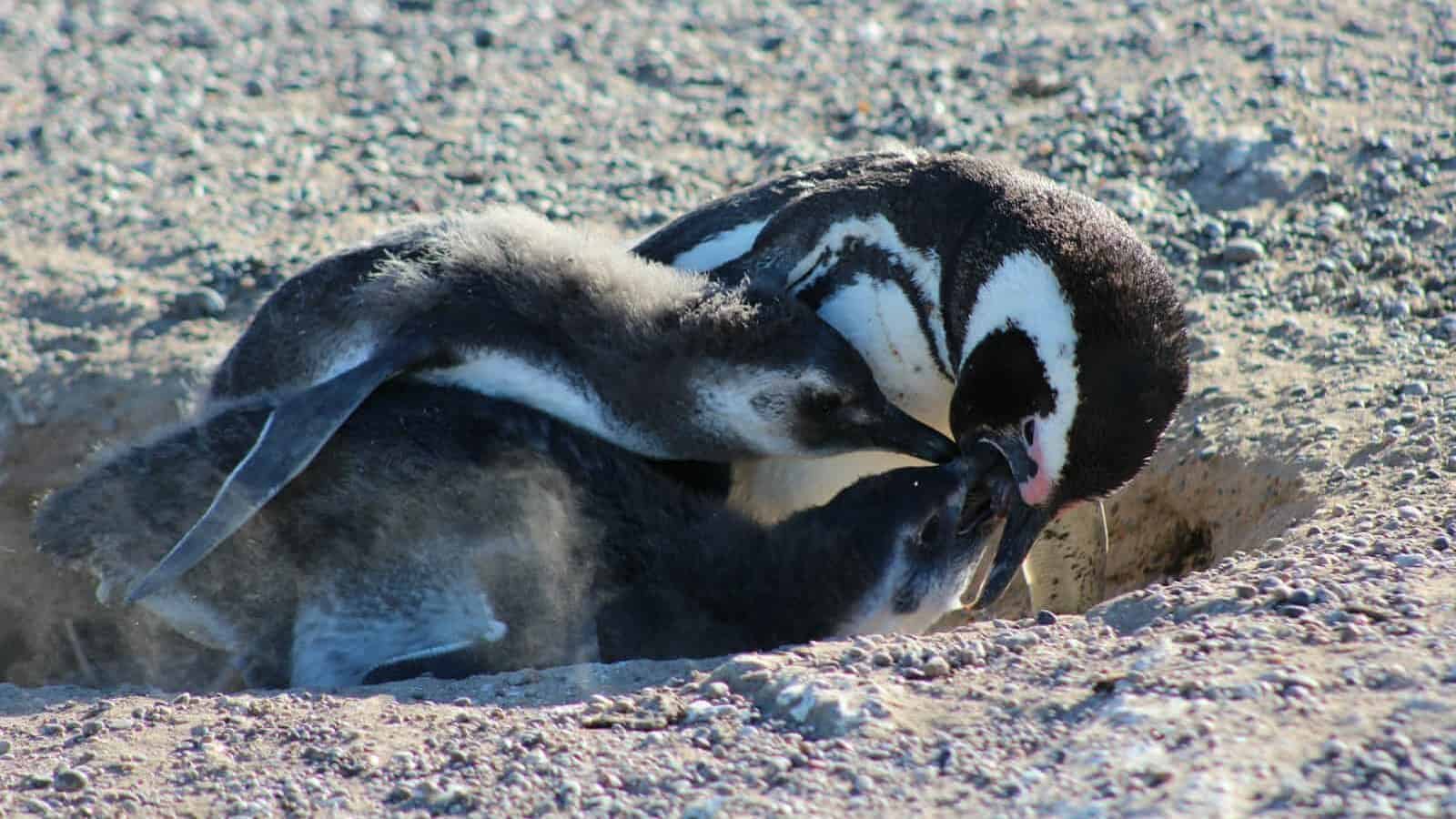 three penguins in ground