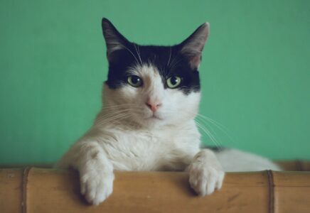 12 Cat Breeds That Love Affection — And 6 That Prefer Space