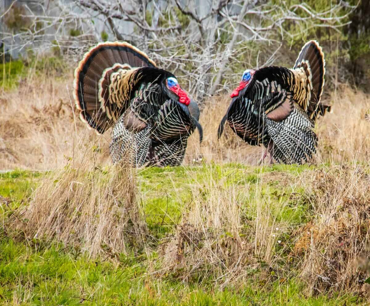 Turkeys: Beyond Thanksgiving Stereotypes