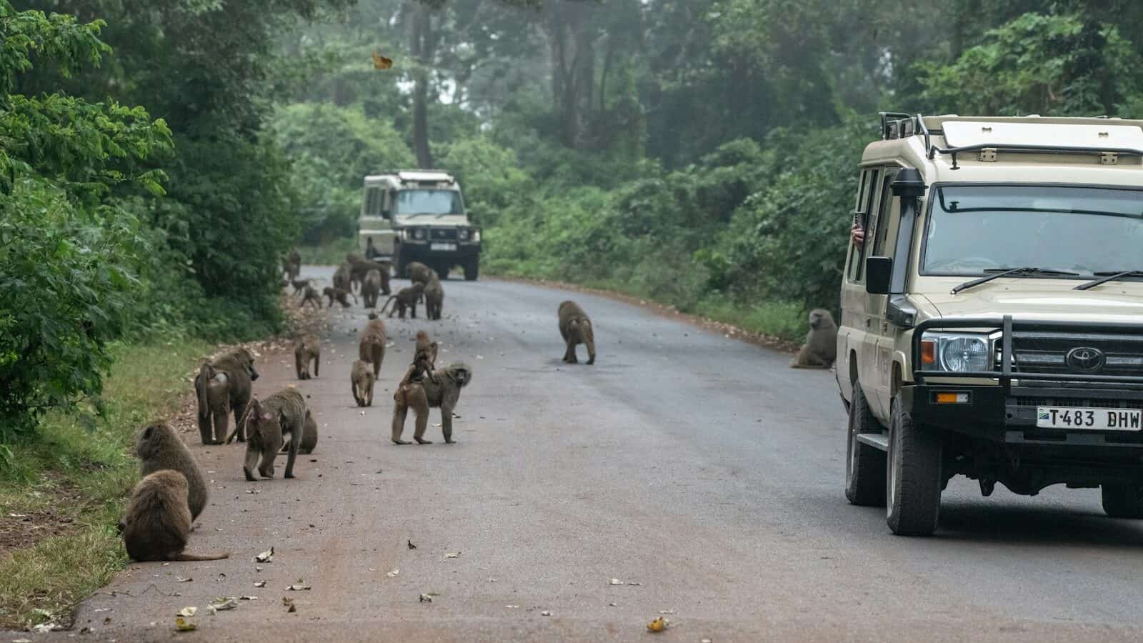Monkeys cross a road with safari vehicles.