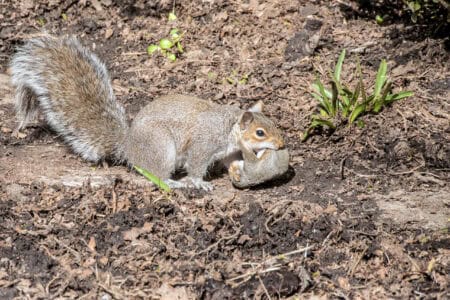 Squirrels Sometimes Adopt Orphaned Babies