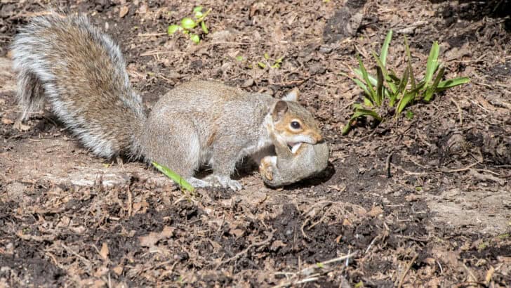 Squirrels Sometimes Adopt Orphaned Babies