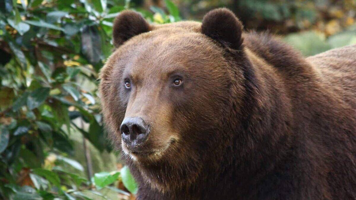 Bear