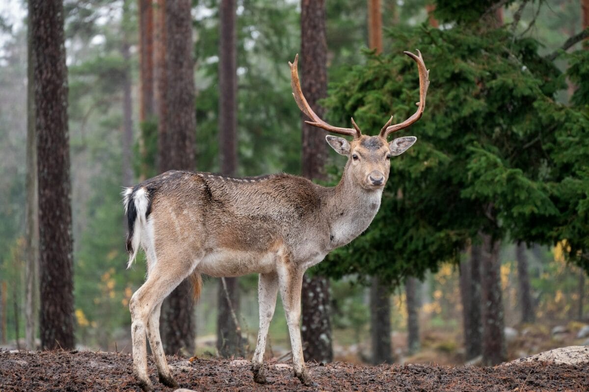 White-Tailed Deer: Grace in Motion Across America