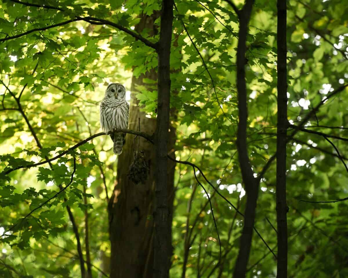 Barred Owl: The Vocal Night Hunter