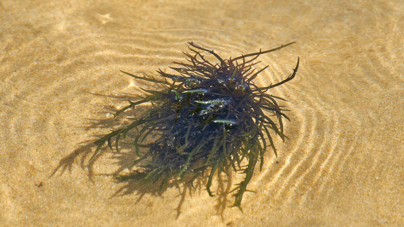 black and white fur on brown sand
