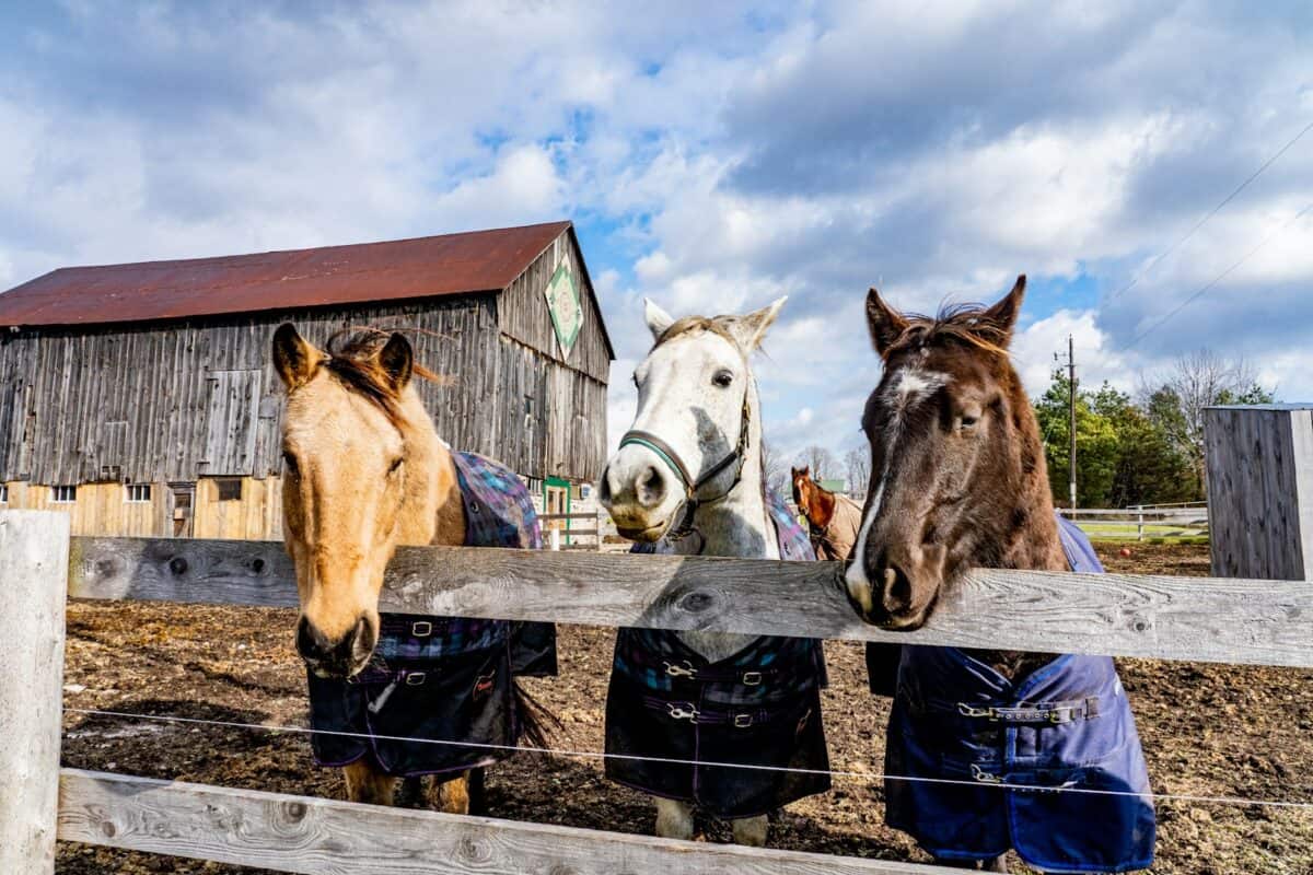 Horses: Emotional Athletes of the Farm
