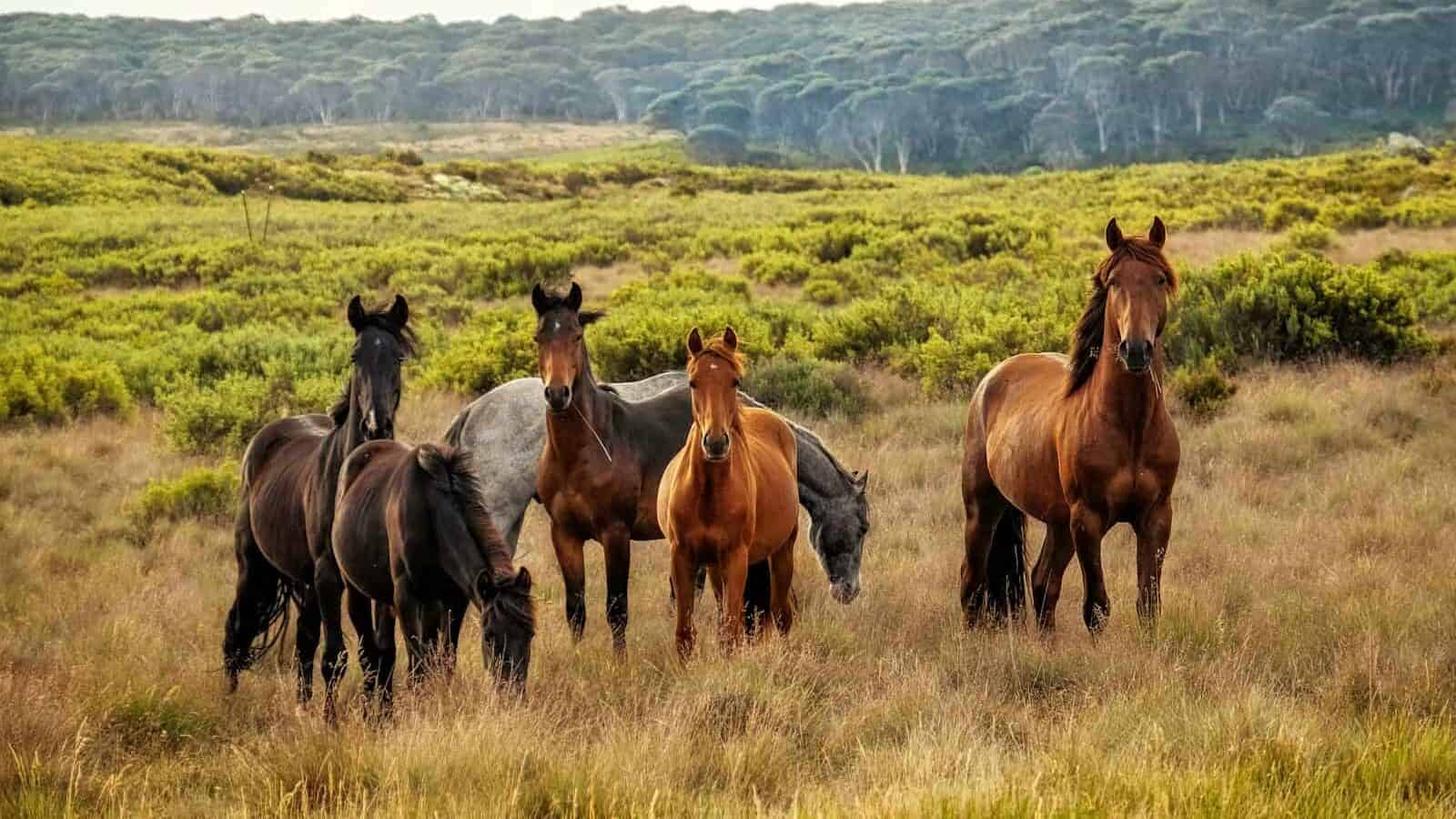 a herd of horses standing on top of a grass covered field