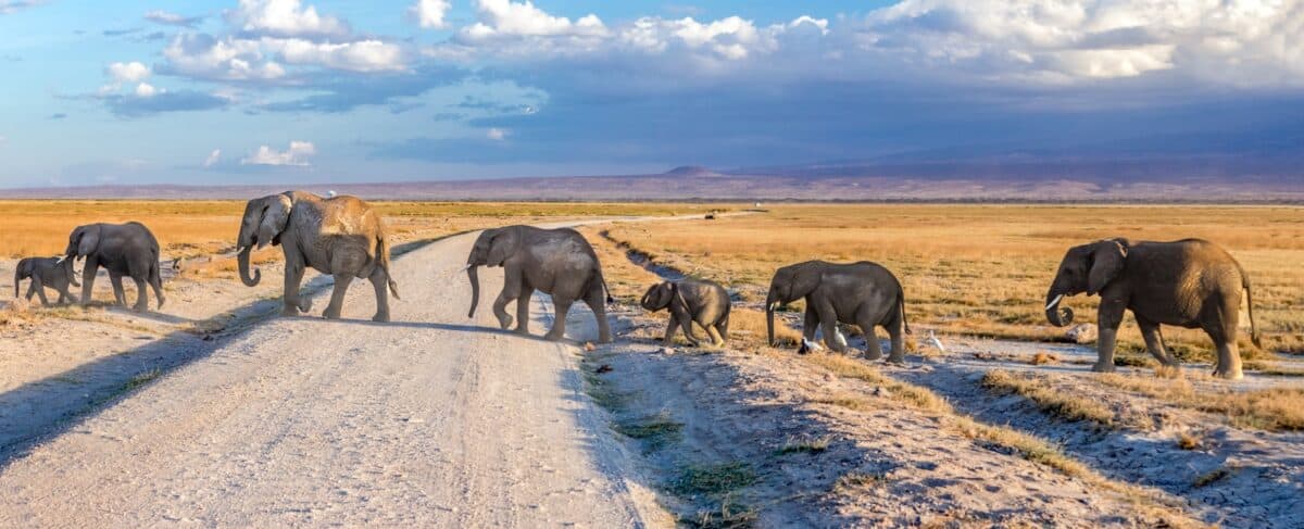 How Elephants Pass Down Knowledge Across Generations